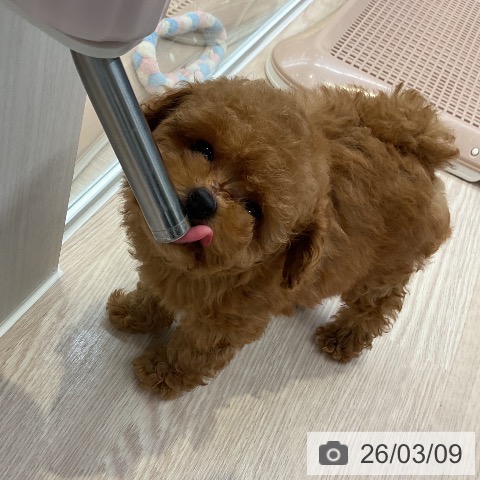 トイ・プードルの写真