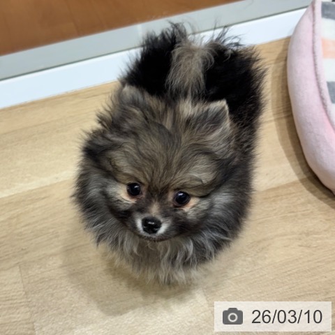 ポメラニアンの写真