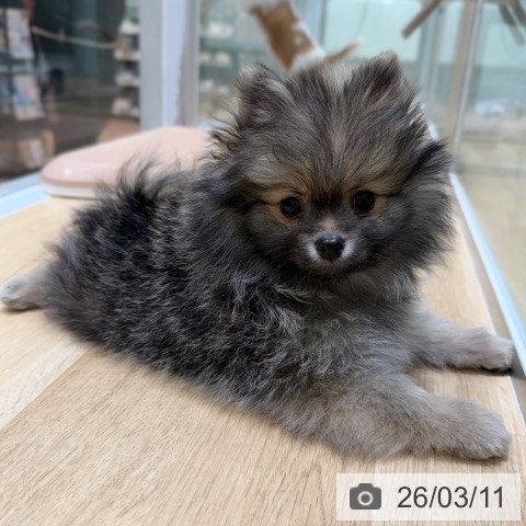 大阪府のポメラニアン (ペットプラス 四條畷店/2026年1月3日生まれ/男の子/ウルフセーブル)の子犬の4枚目の画像