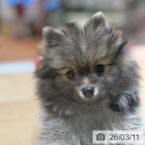 大阪府のポメラニアン (ペットプラス 四條畷店/2026年1月3日生まれ/男の子/ウルフセーブル)の子犬の3枚目の画像