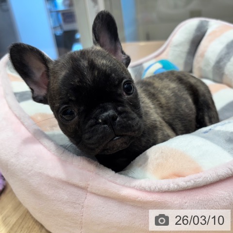 フレンチ・ブルドッグの写真