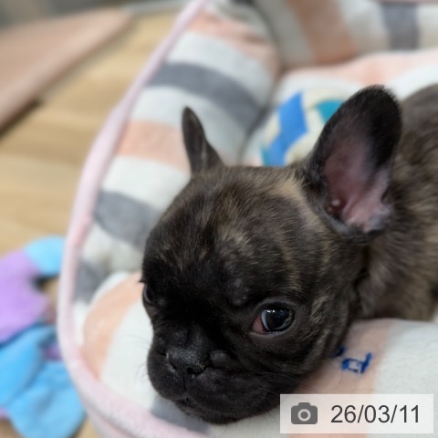 大阪府のフレンチブルドッグ (ペットプラス 四條畷店/2026年1月4日生まれ/男の子/ブリンドル)の子犬の4枚目の画像