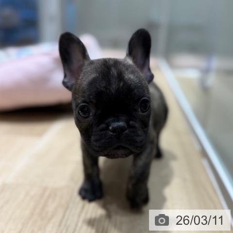 大阪府のフレンチブルドッグ (ペットプラス 四條畷店/2026年1月4日生まれ/男の子/ブリンドル)の子犬の3枚目の画像
