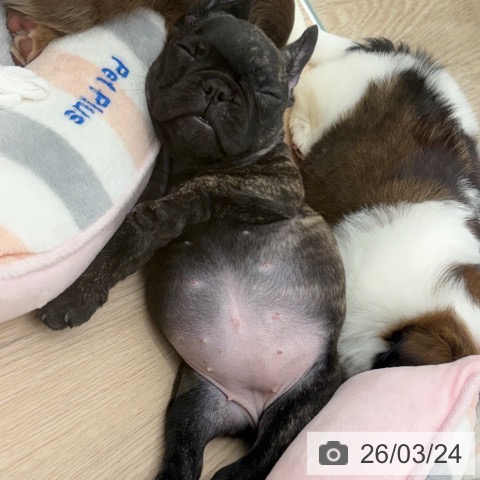 京都府のフレンチブルドッグ (ペットプラス 京都桂川店/2026年1月4日生まれ/女の子/ブリンドル)の子犬の4枚目の画像