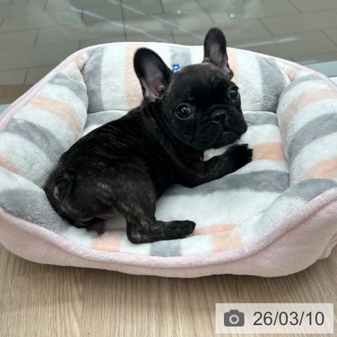 フレンチ・ブルドッグの写真