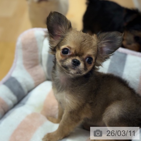 チワワの写真