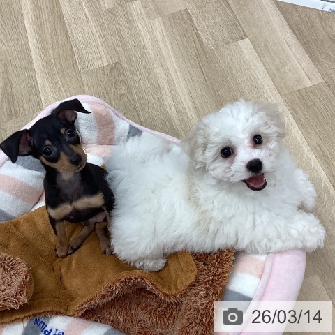 ビション・フリーゼの写真