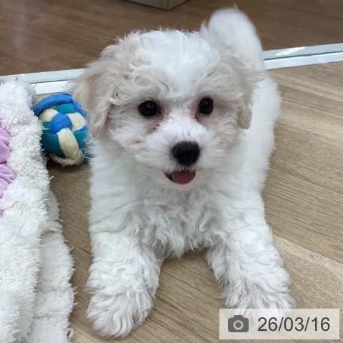 ビション・フリーゼの写真