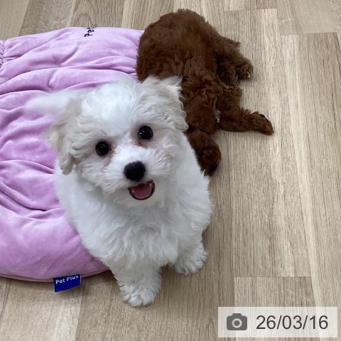 ビション・フリーゼの写真