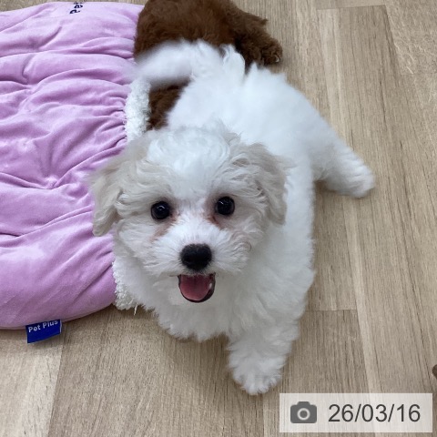 ビション・フリーゼの写真