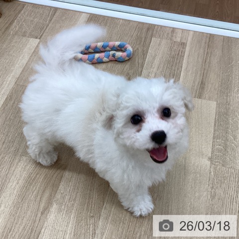 新潟県のビションフリーゼ (ペットプラス 新潟南店/2026年1月7日生まれ/女の子/ホワイト)の子犬の4枚目の画像