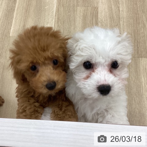 新潟県のビションフリーゼ (ペットプラス 新潟南店/2026年1月7日生まれ/女の子/ホワイト)の子犬の3枚目の画像