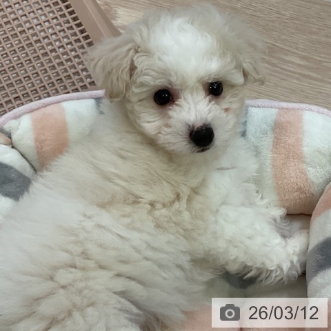 ビション・フリーゼの写真