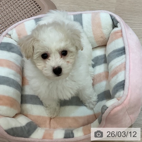 ビション・フリーゼの写真