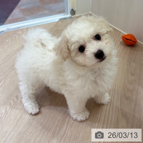 大阪府のビションフリーゼ (ペットプラス 大阪ドームシティ店/2026年1月7日生まれ/男の子/ホワイト)の子犬の4枚目の画像