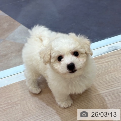 大阪府のビションフリーゼ (ペットプラス 大阪ドームシティ店/2026年1月7日生まれ/男の子/ホワイト)の子犬の3枚目の画像