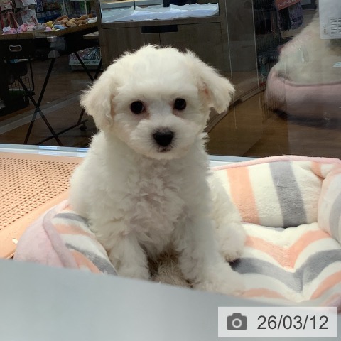 ビション・フリーゼの写真