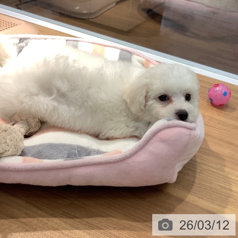 ビション・フリーゼの写真