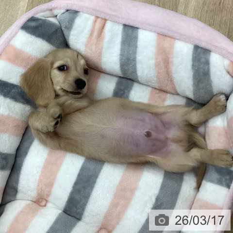 カニーンヘン・ダックスフンドの写真