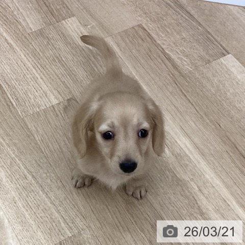 新潟県のカニンヘンダックスフンド(ロング) (ペットプラス 新潟南店/2026年1月9日生まれ/男の子/イエロー)の子犬の3枚目の画像