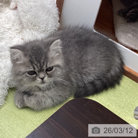 エキゾチックの写真