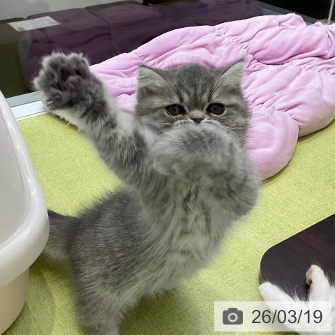 大阪府のエキゾチック (ペットプラス 大阪ドームシティ店/2026年1月7日生まれ/男の子/ブルータビー)の子猫の3枚目の画像