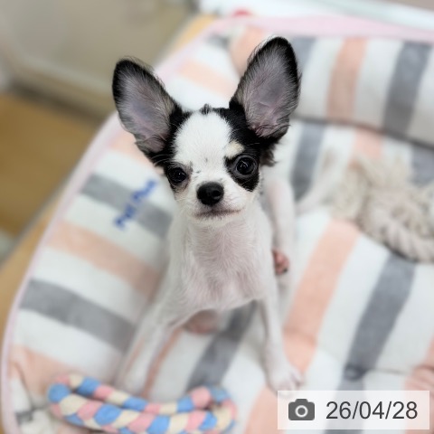 チワワの写真