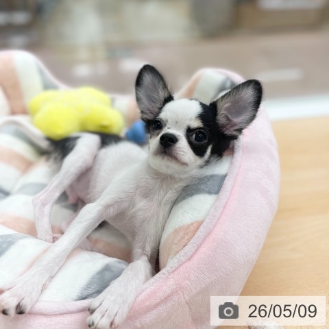 チワワの写真