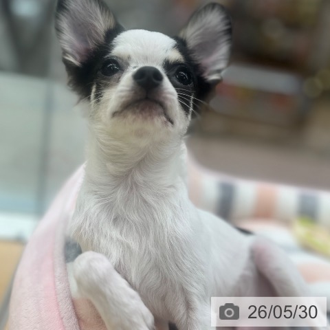 チワワの写真