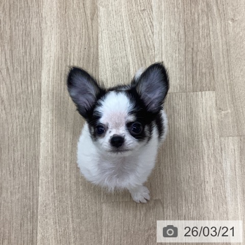 京都府のチワワ(ロング) (ペットプラス 久御山店/2026年1月8日生まれ/男の子/ホワイトブラックタン)の子犬の4枚目の画像