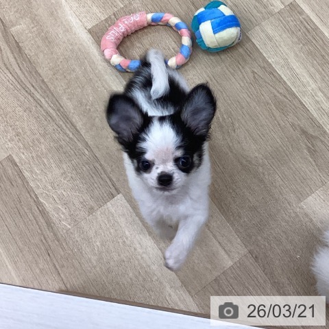 京都府のチワワ(ロング) (ペットプラス 久御山店/2026年1月8日生まれ/男の子/ホワイトブラックタン)の子犬の3枚目の画像