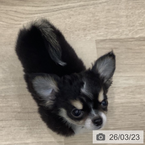 大阪府のチワワ(ロング) (ペットプラス 鶴見店/2026年1月8日生まれ/男の子/ブラックタンホワイト)の子犬の4枚目の画像