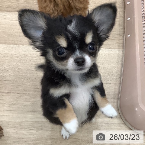 大阪府のチワワ(ロング) (ペットプラス 鶴見店/2026年1月8日生まれ/男の子/ブラックタンホワイト)の子犬の3枚目の画像