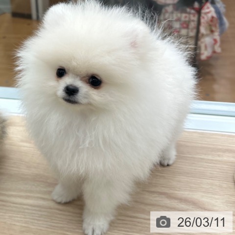 ポメラニアンの写真