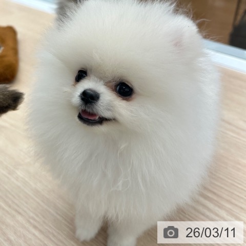 ポメラニアンの写真