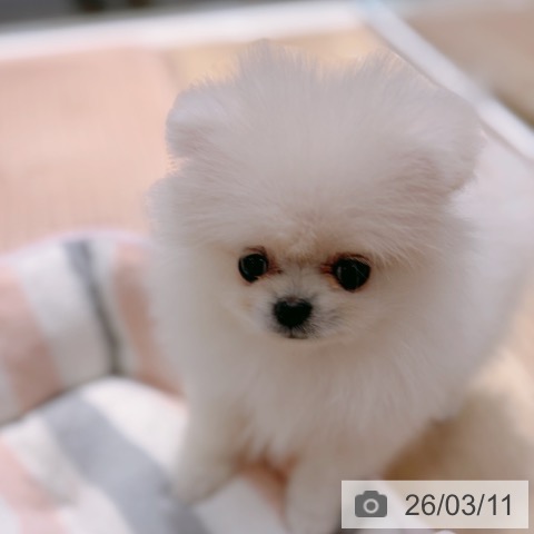 ポメラニアンの写真