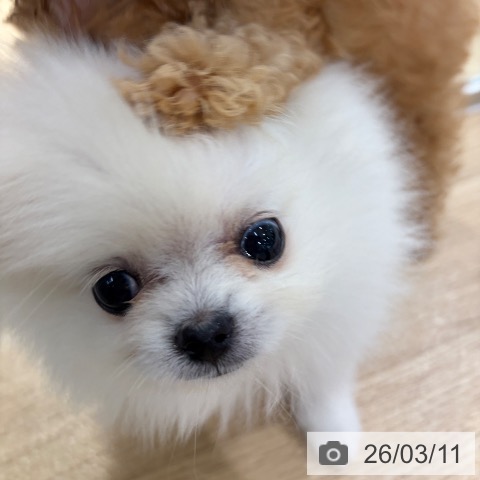 ポメラニアンの写真