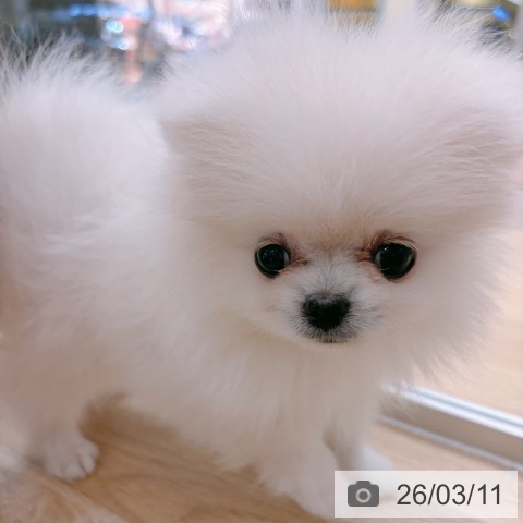 ポメラニアンの写真