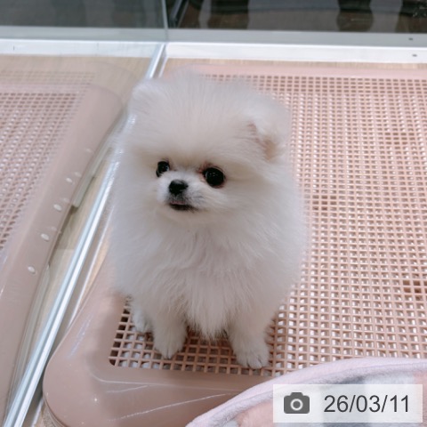 ポメラニアンの写真