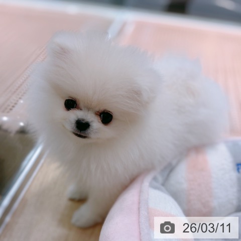 ポメラニアンの写真