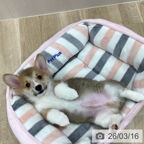 ウェルシュ・コーギー・ペンブロークの写真