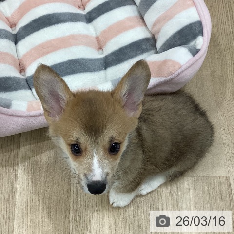 ウェルシュ・コーギー・ペンブロークの写真