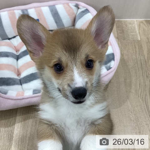 ウェルシュ・コーギー・ペンブロークの写真