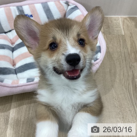 ウェルシュ・コーギー・ペンブロークの写真