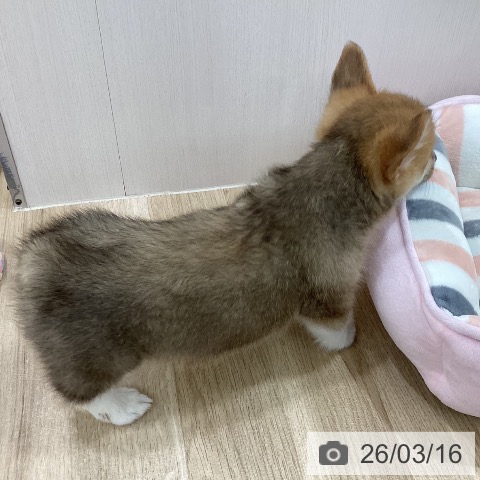 ウェルシュ・コーギー・ペンブロークの写真