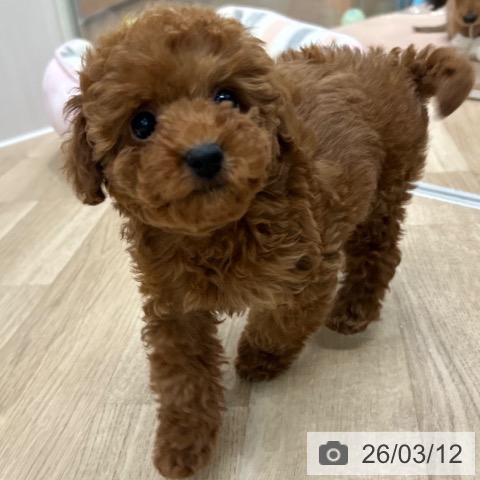 トイ・プードルの写真