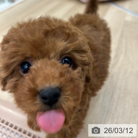 トイ・プードルの写真