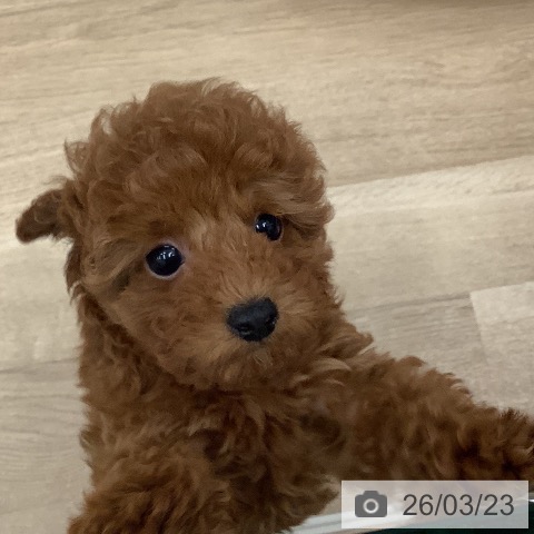 大阪府のトイプードル(トイ) (ペットプラス 堺鉄砲町店/2026年1月8日生まれ/女の子/レッド)の子犬の3枚目の画像