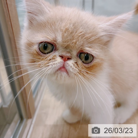 大阪府のエキゾチック (ペットプラス イオン大日店/2026年1月9日生まれ/男の子/クリームタビーホワイト)の子猫の3枚目の画像