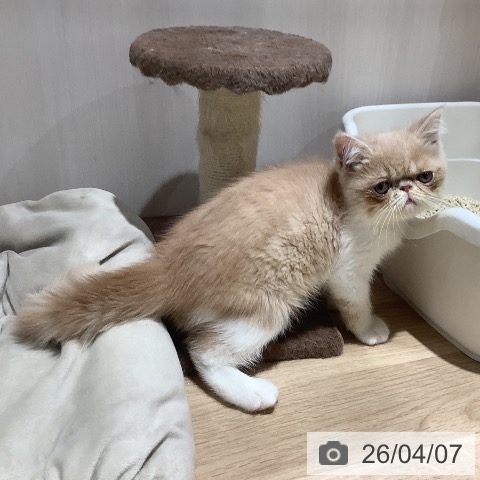 大阪府のエキゾチック (ペットプラス 鶴見店/2026年1月9日生まれ/男の子/クリームタビーホワイト)の子猫の4枚目の画像